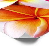 Blume Plumeria Frangipani Hawaii individuell Poster (Ecke)