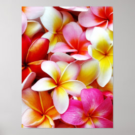 Blume Plumeria Frangipani Hawaii individuell Poster