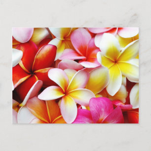 Blume Plumeria Frangipani Hawaii individuell Postkarte
