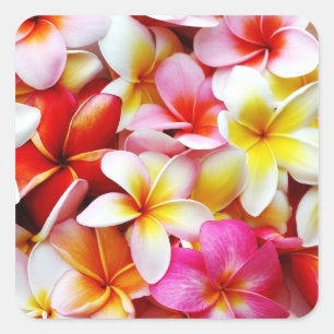 Blume Plumeria Frangipani Hawaii individuell Quadratischer Aufkleber