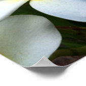 Blume Plumeria Poster (Ecke)
