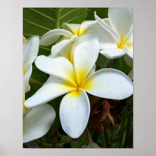 Blume Plumeria Poster