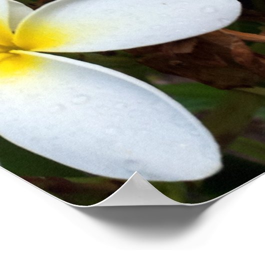 Blume Plumeria Poster (Ecke)