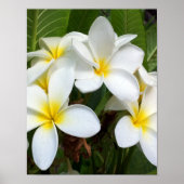 Blume Plumeria Poster (Vorne)