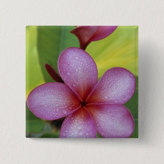 Blume, Plumeria sp.), Südpazifik, Niue Button (Vorderseite)