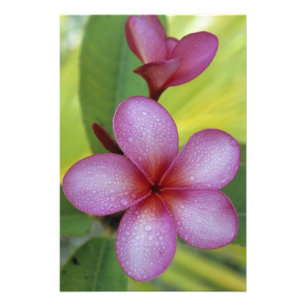 Blume, Plumeria sp.), Südpazifik, Niue Fotodruck