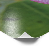 Blume, Plumeria sp.), Südpazifik, Niue Fotodruck (Ecke)