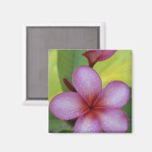 Blume, Plumeria sp.), Südpazifik, Niue Magnet (Vorderseite/Rückseite)