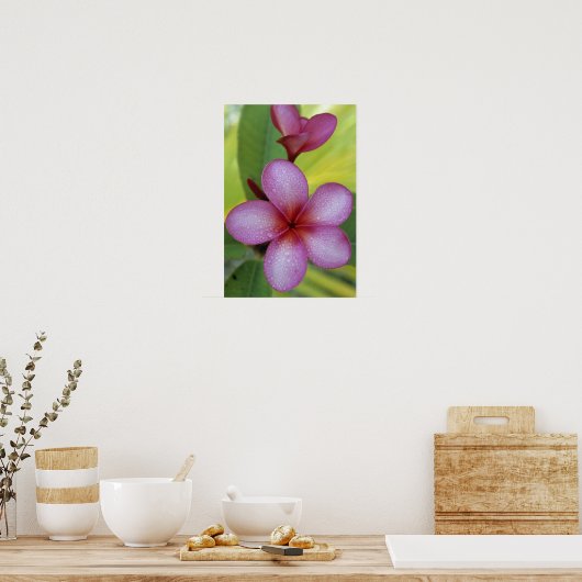 Blume, Plumeria sp.), Südpazifik, Niue Poster (Küche)