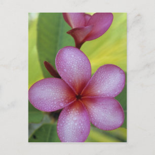 Blume, Plumeria sp.), Südpazifik, Niue Postkarte