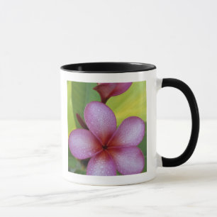 Blume, Plumeria sp.), Südpazifik, Niue Tasse