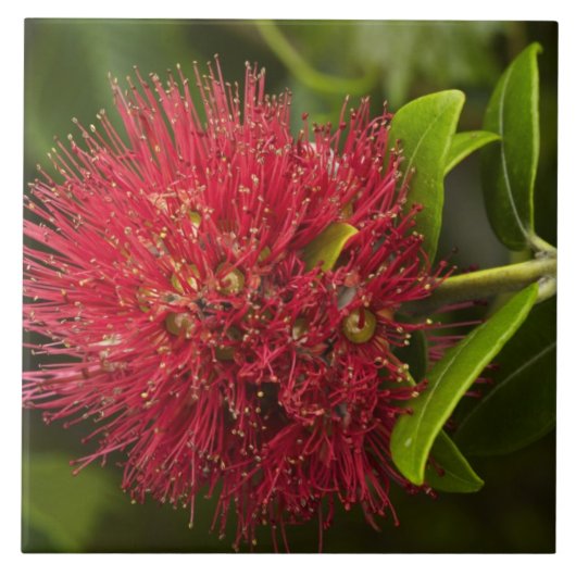 Blume Pohutukawa, Dunedin Fliese (Vorderseite)
