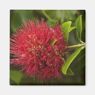 Blume Pohutukawa, Dunedin Magnet