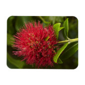 Blume Pohutukawa, Dunedin Magnet (Horizontal)