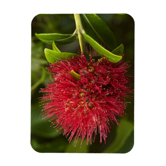 Blume Pohutukawa, Dunedin Magnet (Vertikal)