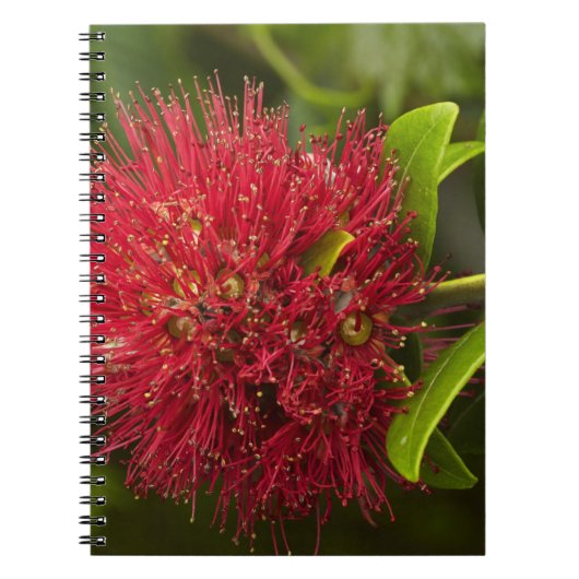 Blume Pohutukawa, Dunedin Notizblock (Vorderseite)