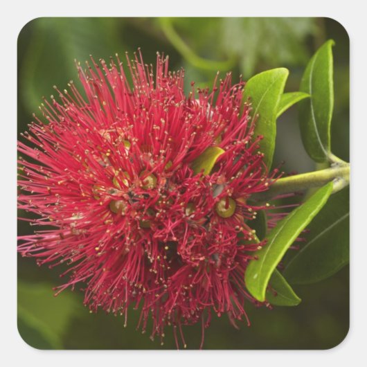Blume Pohutukawa, Dunedin Quadratischer Aufkleber (Vorderseite)