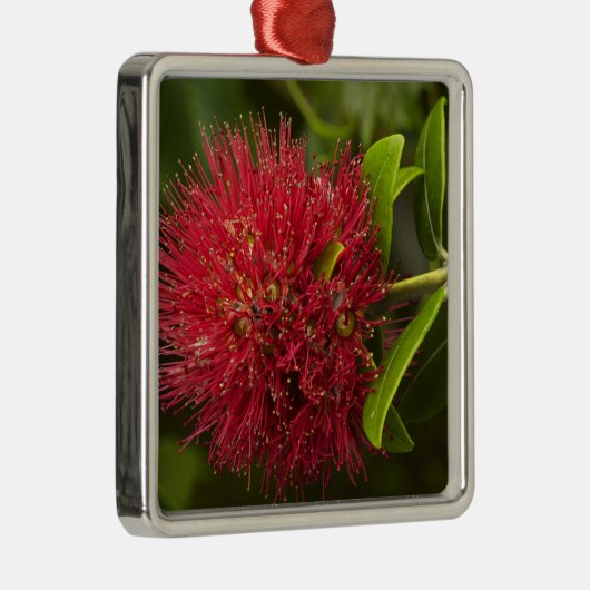 Blume Pohutukawa, Dunedin Silbernes Ornament (Rechts)
