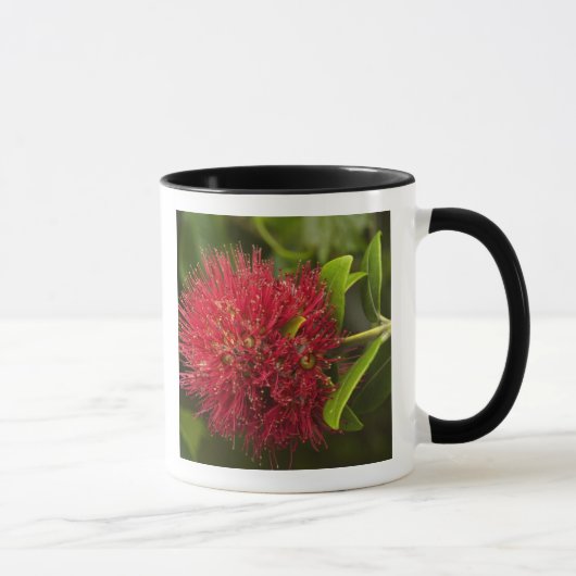 Blume Pohutukawa, Dunedin Tasse (Rechts)