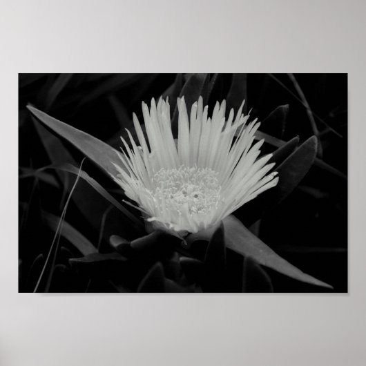 Blume-Portrait in Schwarz-Weiß Poster (Vorne)