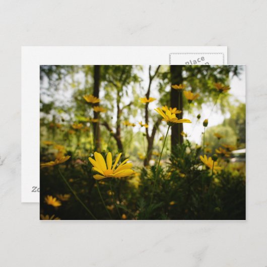 Blume Postcard_01 Postkarte (Vorne/Hinten)