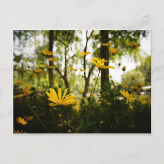 Blume Postcard_01 Postkarte