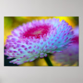 Blume Poster (Vorne)