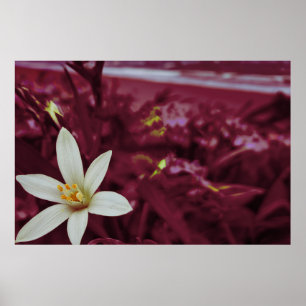 Blume Poster
