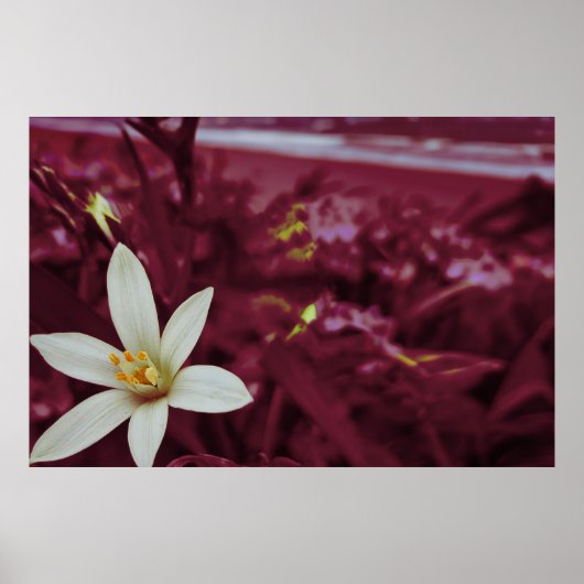 Blume Poster (Vorne)