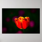Blume Poster (Vorne)