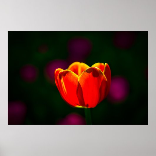 Blume Poster (Vorne)