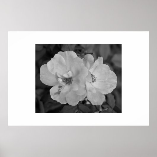 Blume Poster (Vorne)