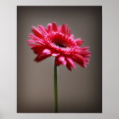 Blume Poster (Vorne)