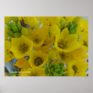Blume Poster