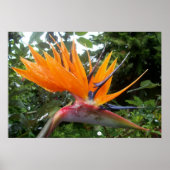 Blume Poster (Vorne)