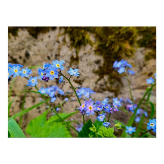 Blume Poster (Vorderseite)
