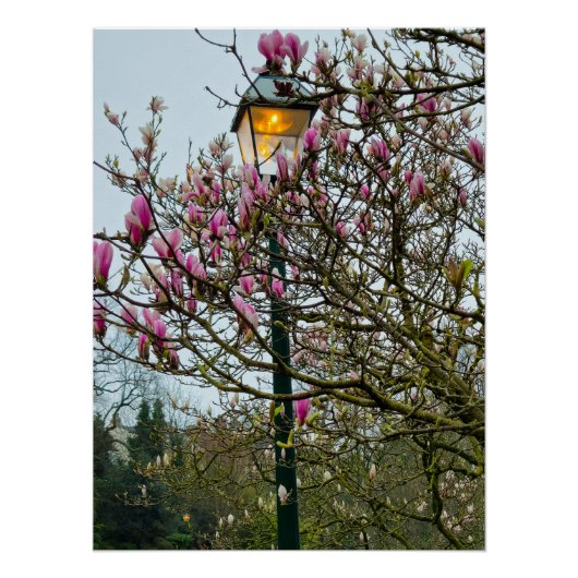 Blume Poster (Vorderseite)