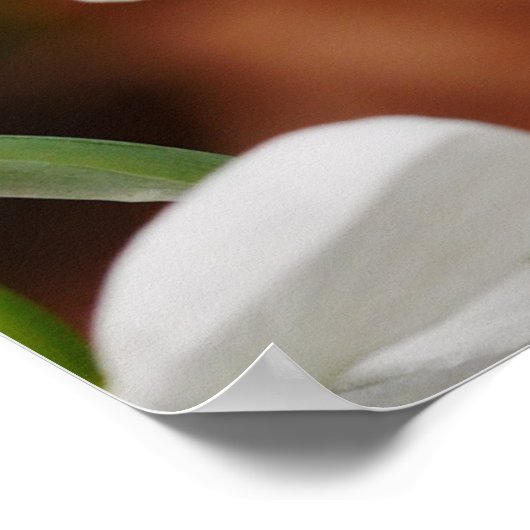 Blume Poster (Ecke)