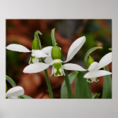Blume Poster (Vorne)