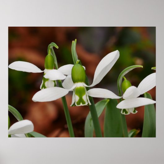 Blume Poster (Vorne)