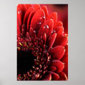 Blume Poster (Vorne)