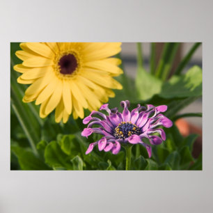 Blume Poster