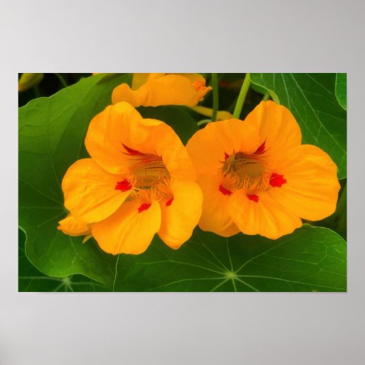 Blume Poster (Vorne)