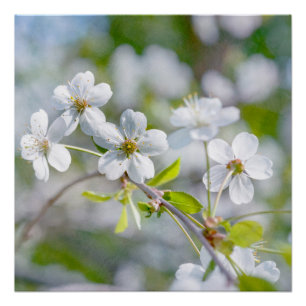 Blume Poster