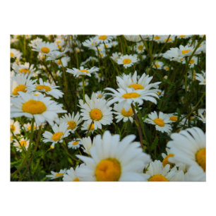 Blume Poster