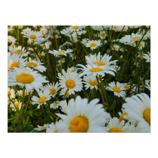 Blume Poster (Vorderseite)