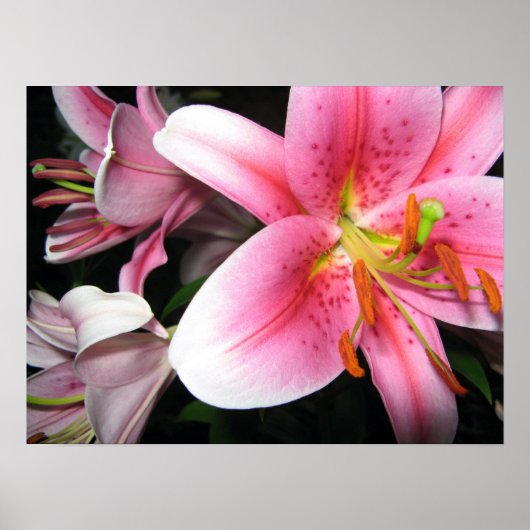 Blume Poster (Vorne)