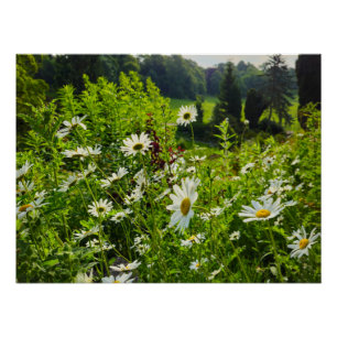 Blume Poster