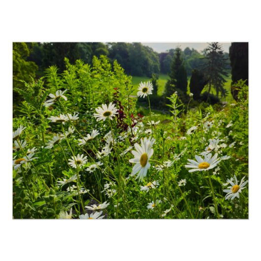 Blume Poster (Vorderseite)