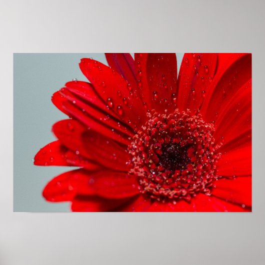 Blume Poster (Vorne)